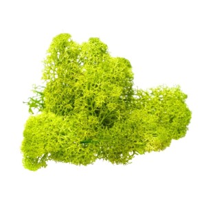 LICHENI NATURALI A12589